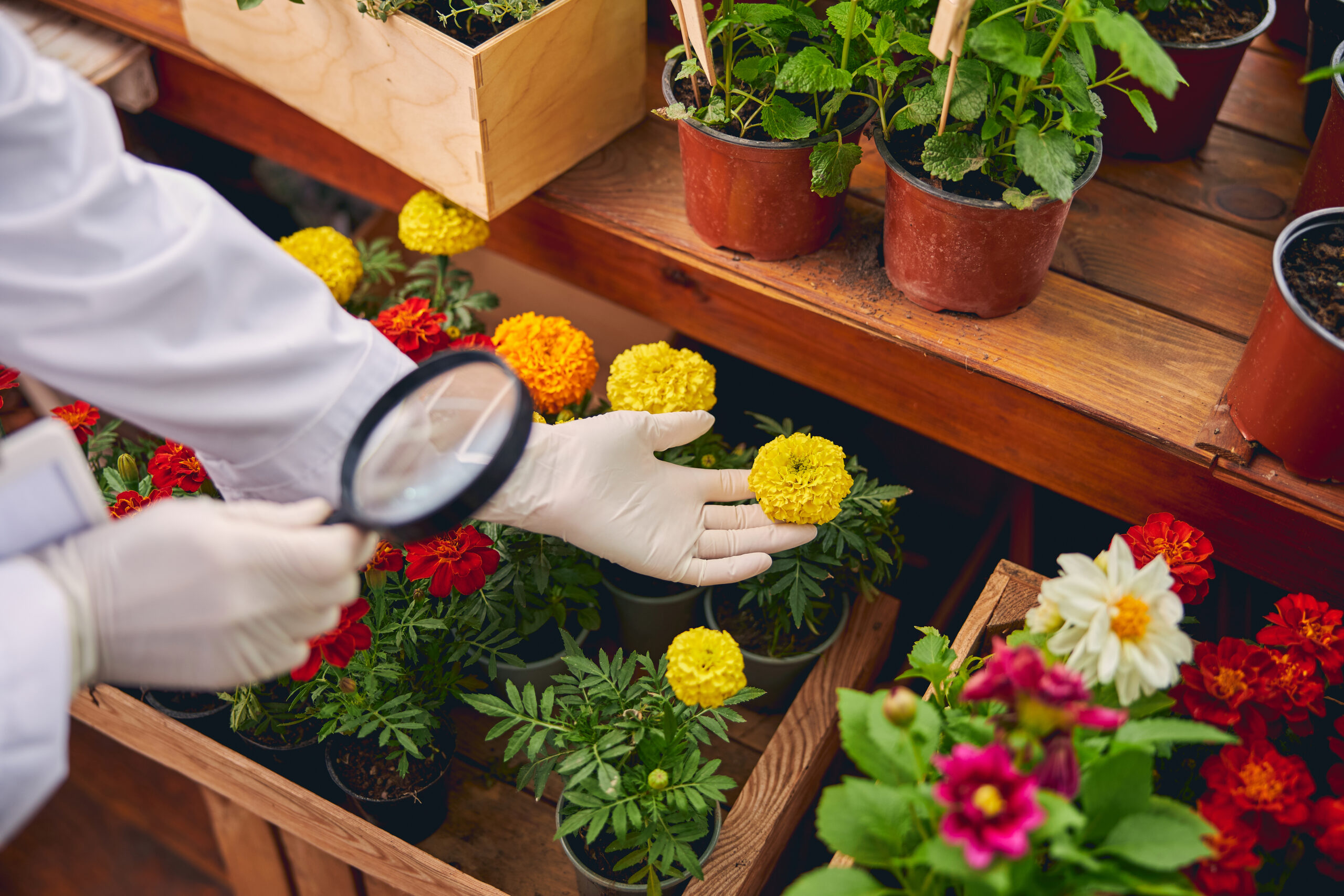 botanist in latex gloves bending over the flowers