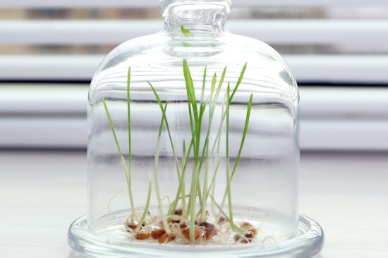 sprouted grains glass vase windowsill background
